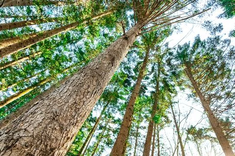 A vertical perspective captures towering trees stretching skyward Stock Photos