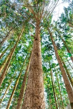 A vertical perspective captures towering trees stretching skyward Foto stock