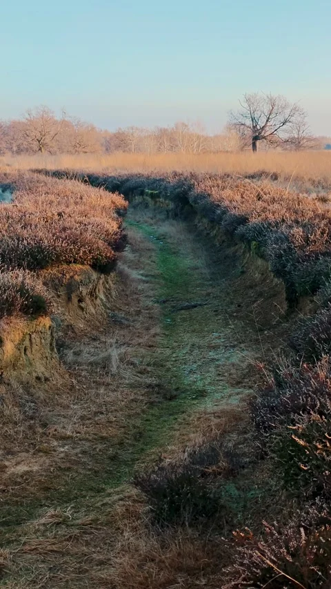 Vertical perspective of a dry ditch passing through the savanna nature reserve. Stock-Footage 329308478