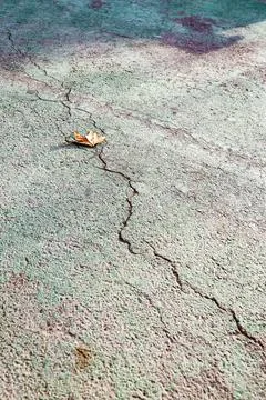 Vertical Perspective of a Dry Leaf on Cracked Asphalt Stock Photos