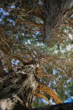 Vertical Perspective of Engelmann Spruce trees Stock Photos