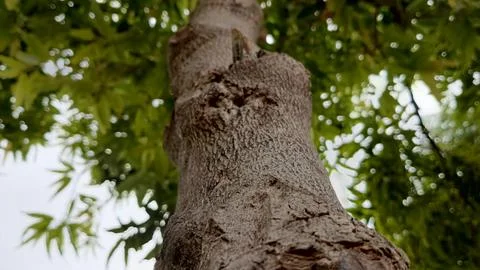 Vertical perspective looking up rough brown tree trunk green leaves Stock Photos