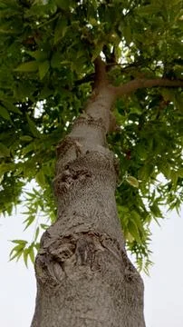 Vertical perspective looking up rough tree trunk bright sky foliage Stock Photos
