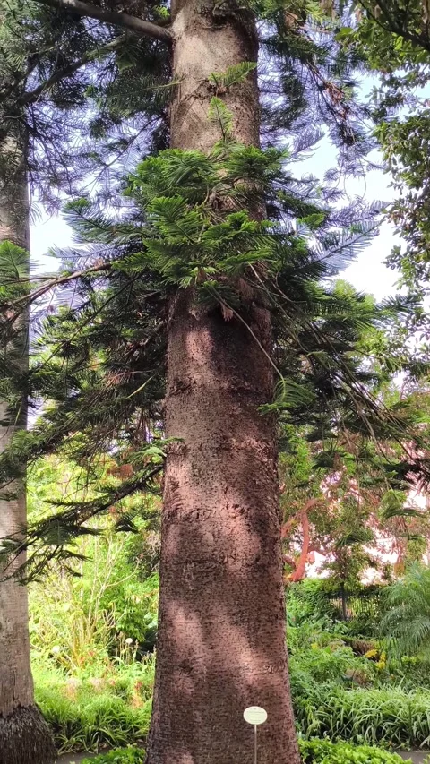 Vertical perspective of a majestic coniferous tree rising towards the sky Vidéo 329440164