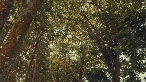 Vertical Perspective of Tall Tree Trunks in Lush Forest Stock Footage 333325996