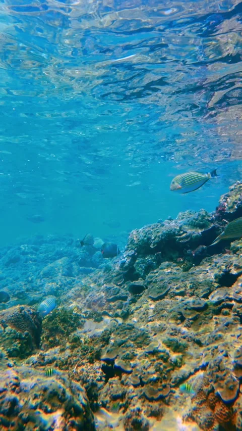 Vertical Perspective of Underwater Rock Formations and Sea Life Stock Footage 331140042