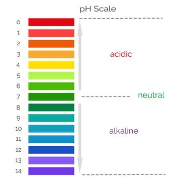 Vertical pH scale for measuring acid alkaline balance. Chemical value test Stock Illustration