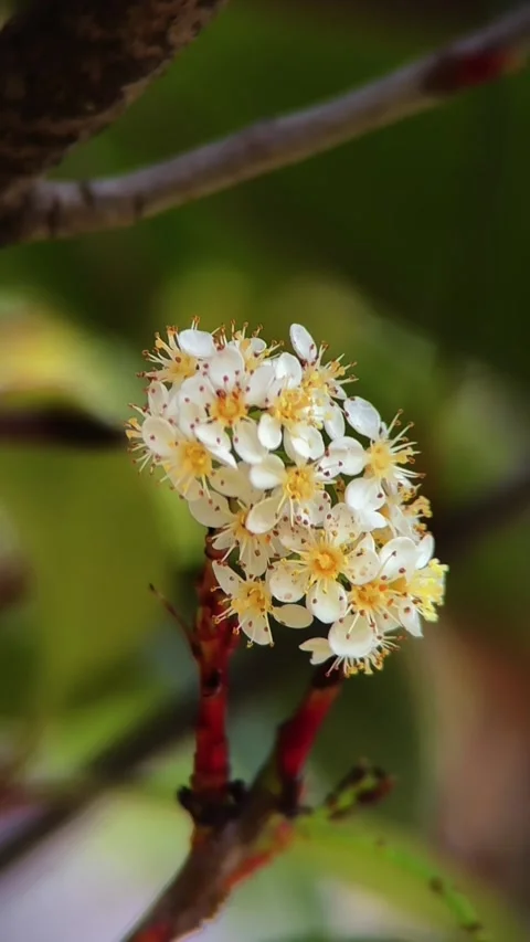Vertical Photinia Flower Clusters Native China Lens Video stock 333562580