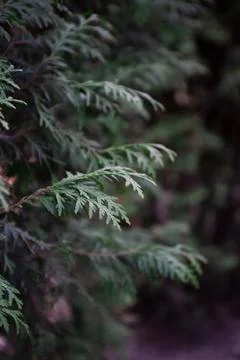 Vertical photo Background with blurred juniper.Texture, background, pattern of Stockfoto's