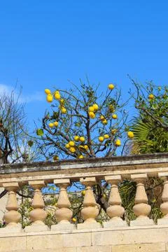 Vertical photo capturing lemon tree with ripe lemons on historical terraces Stock Photos