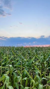 Vertical photo of a cornfield under a dramatic dark sky at sunset Stock Photos