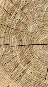 Vertical photo of a cut tree trunk blockhouse with visible wooden texture and Foto stock