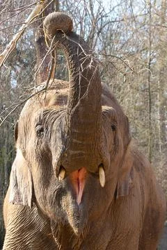 Vertical photo. An elephant eats tree branches. 스톡 사진