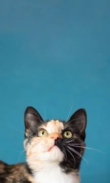 Vertical photo. The muzzle of a multi colored cat looking up on a blue backgr Stock Photos