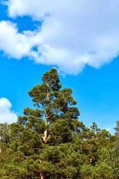 Vertical photo of a pine tree in the forest Stock Photos