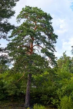 Vertical photo of a pine tree in the forest Stock Photos