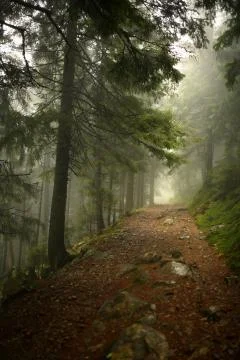 Vertical photo of pine trees in a forest with fog 스톡 사진