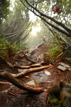 Vertical photo of pine trees in a forest with fog Stock Photos