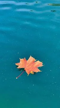Vertical photo of a red maple leaf on bright blue mountain lake water Stock Photos