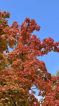 Vertical photo of sugar maple branches with red and yellow autumn leaves against Stock Photos