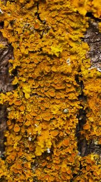 The vertical photo of tree bark texture, the yellow moss Stock Photos