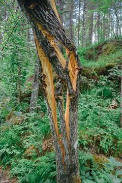 Vertical photo of a tree cleft. The consequences of lightning and hurricane. Stock Photos