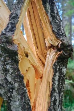 Vertical photo of a tree cleft. A cracked tree trunk. Stock Photos