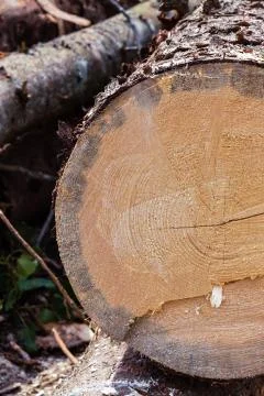 Vertical photo tree cut down cracked pine trunks of bark brown close-up Stock Photos