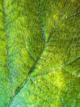 Vertical photo. Tree leaf in macro photography. Poster, banner with a natural Stock Photos