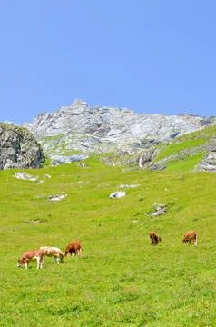 Vertical picture capturing herd of cows on pasture in Alps. Alpine landscape in Stock Photos