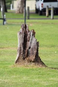Vertical picture old, decaying tree stump Stock Photos