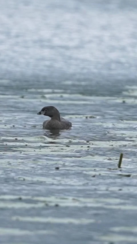 Vertical Pied-Billed Grebe Preening Among Lily Pads Stock Footage 337356826