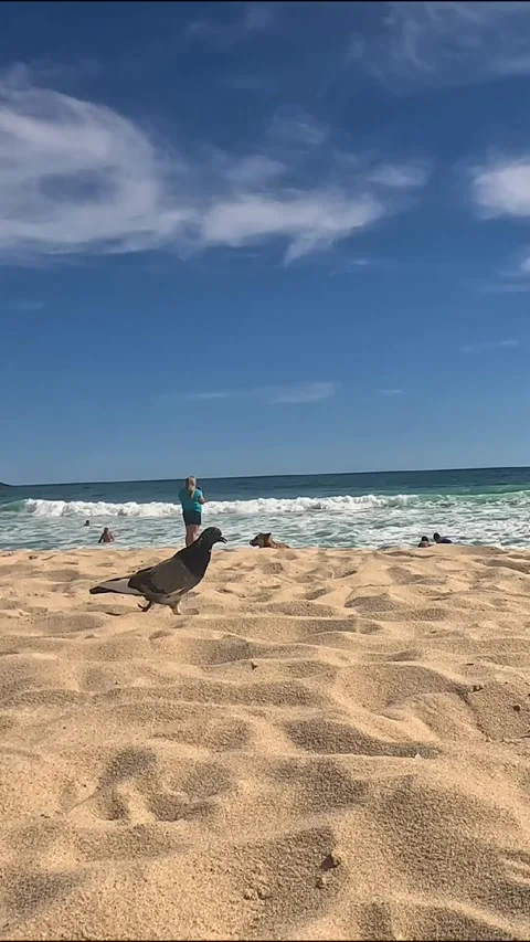 Vertical Pigeon Walking on Ocean Beach Video stock 336160234