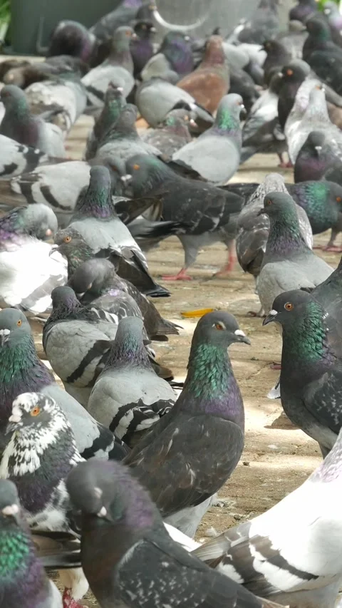 Vertical pigeons in park Stock Footage 236285386