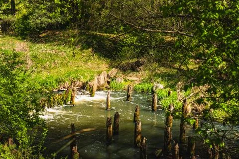 Vertical piles embedded in the riverbed, the remains of a former bridge Stock Photos