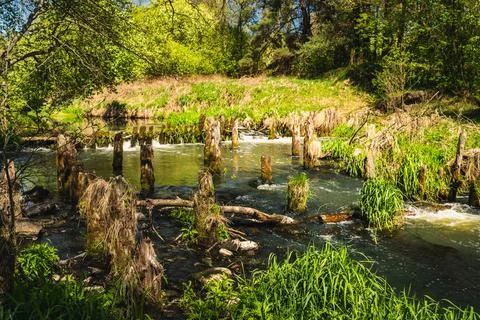 Vertical piles embedded in the riverbed, the remains of a former bridge Stock Photos