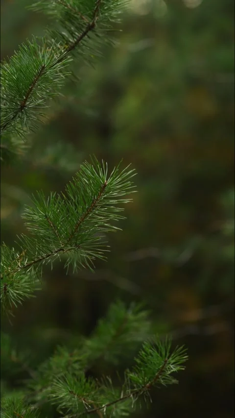 Vertical Pine Branch with Glowing Christmas Lights Stock Video Footage Video stock 344057983