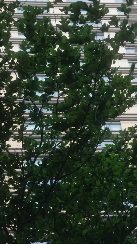 Vertical Pine Branches in Breeze with City Skyscraper in Background Stock Footage 308934944