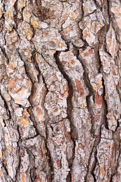 Vertical pine texture Stock Photos