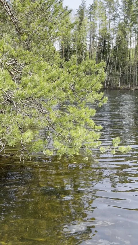 Vertical, pine tree branches over the water, Finland Stock-Footage 241410213