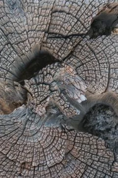 Vertical Pine Tree trunk close up in New Mexico. Stock Photos