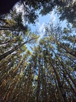 Vertical pine trees forest canopy Stock Photos