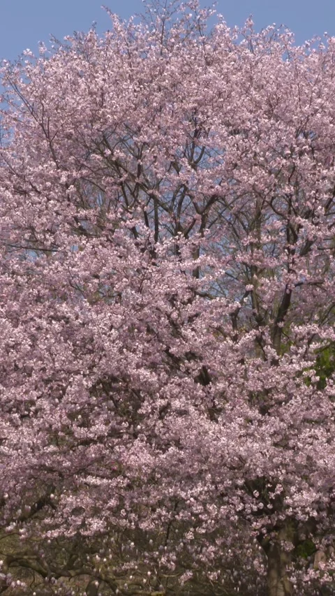 Vertical - Pink blossoms Prunus (ornamental flowering cherry) against blue sky Stock Footage 306042053