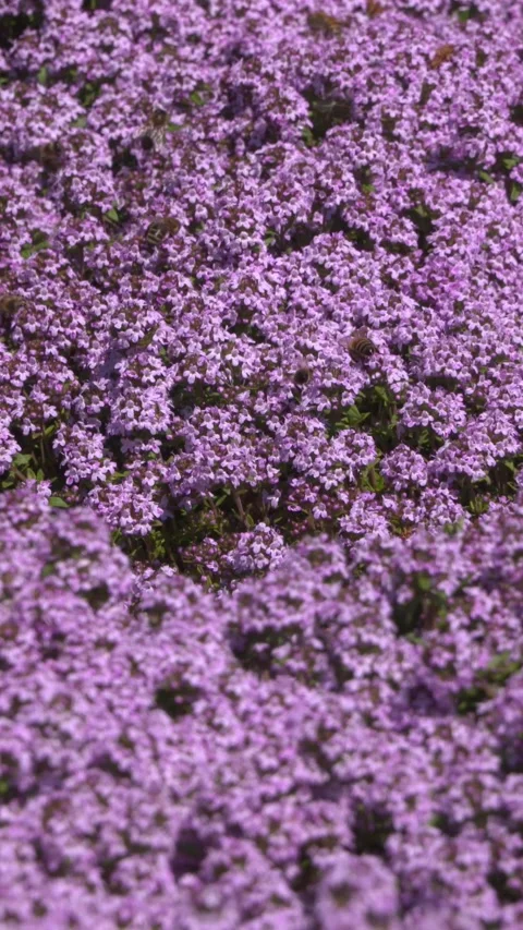 Vertical - Pink carpet of blooming thyme with honey bees Stock Footage 309084354