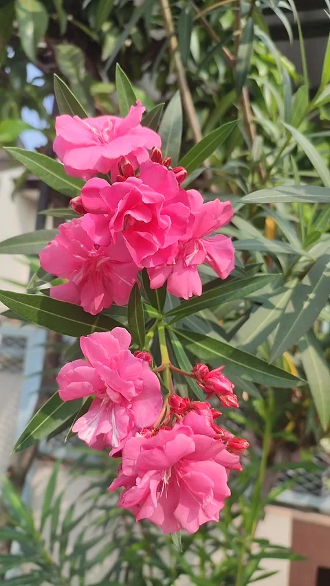 Vertical Pink Oleander Blossoms Swaying in Gentle Breeze 库存影片 337421603