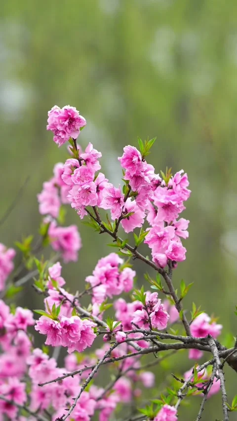 Vertical Pink Peach Blossom Clusters with Shallow Depth of Field Stock Footage 331424070
