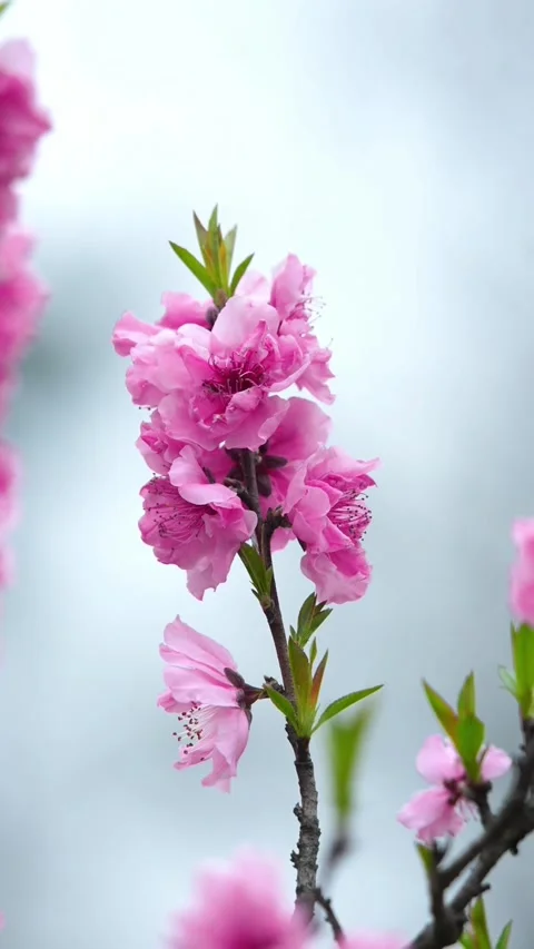 Vertical Pink Peach Blossoms in a Cluster Stock Footage 331481891