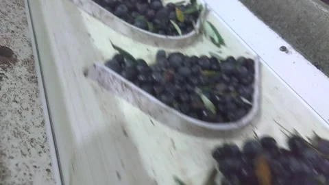 Vertical Pocket Conveyor Belt System Transporting Green Olives in a Food Process Stock Footage 304079929