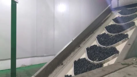 Vertical Pocket Conveyor Belt System Transporting Green Olives in a Food Process Stock Footage 304080349