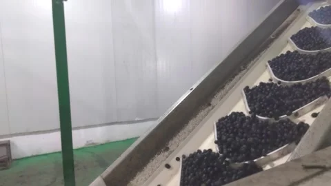 Vertical Pocket Conveyor Belt System Transporting Green Olives in a Food Process Stock Footage 304080531
